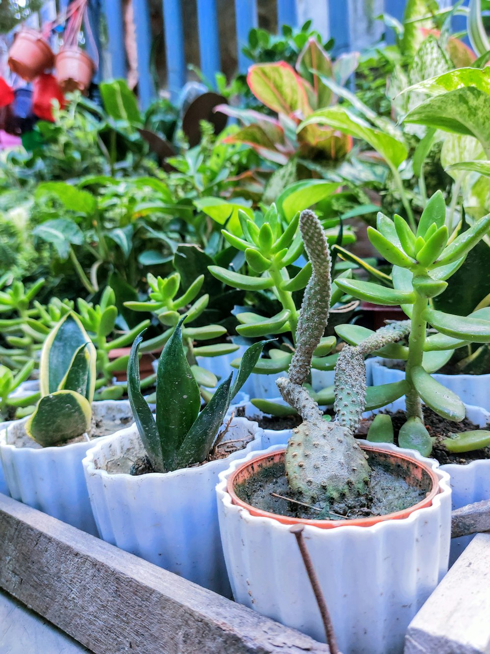 a group of cactus in white pots