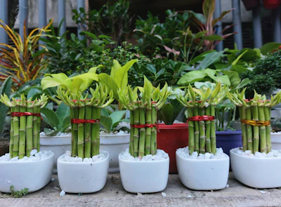 Lucky Bamboo Care India — Water, Soil & Yellow Stem Complete Guide