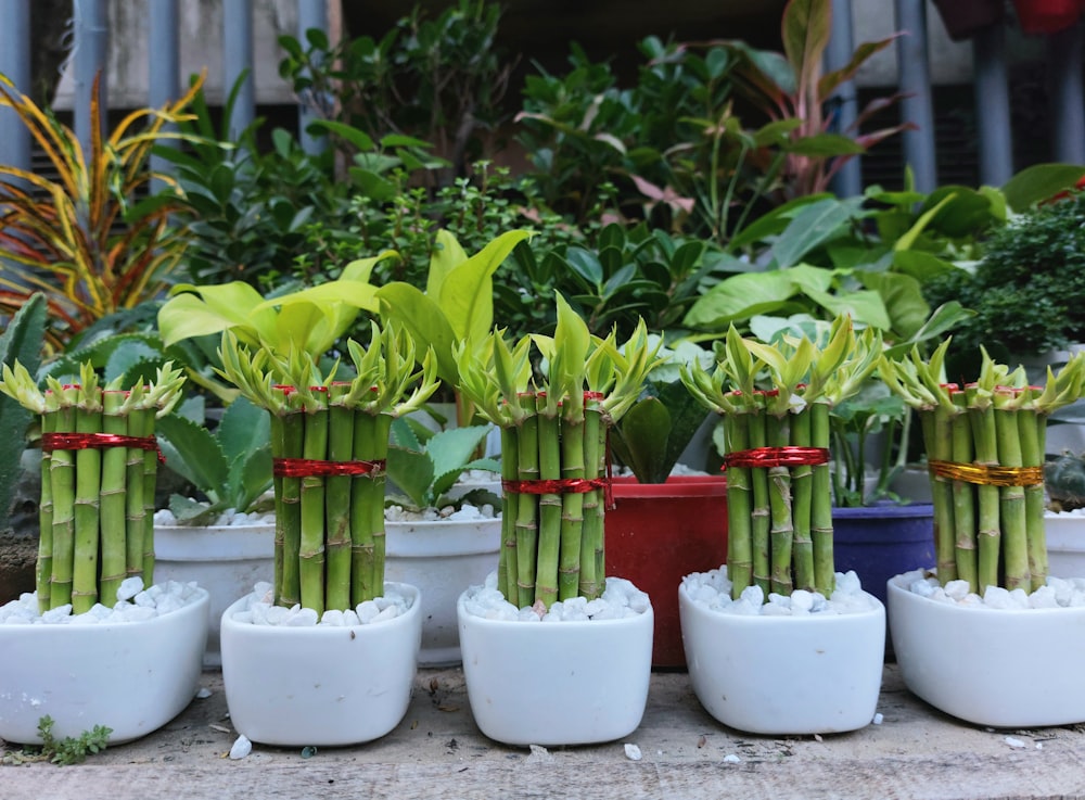 a group of potted plants