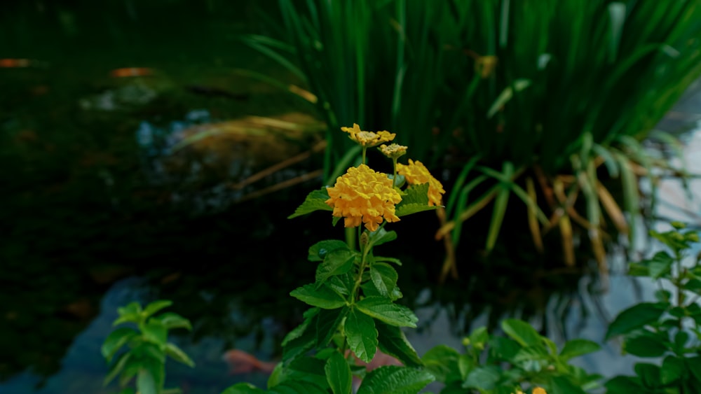 a group of yellow flowers