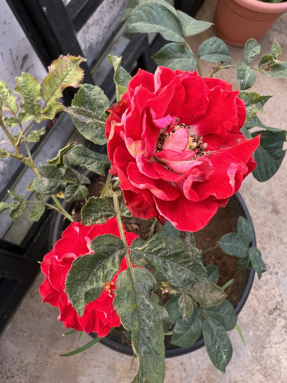 a red rose with green leaves