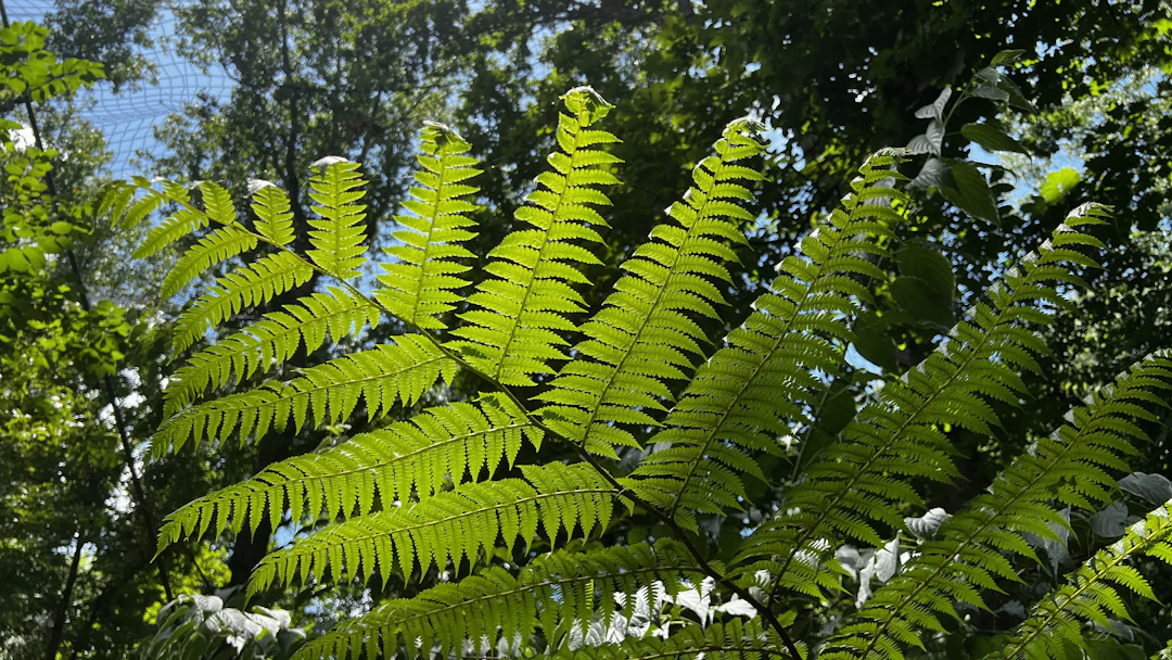 Outdoor Plants