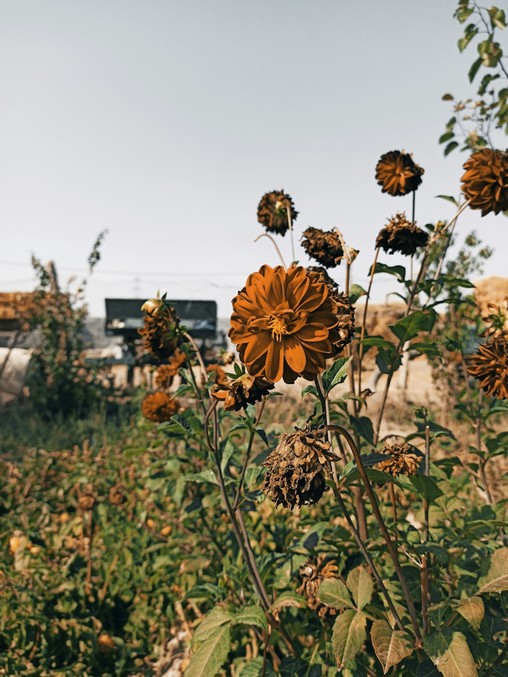 a group of sunflowers growing in a field