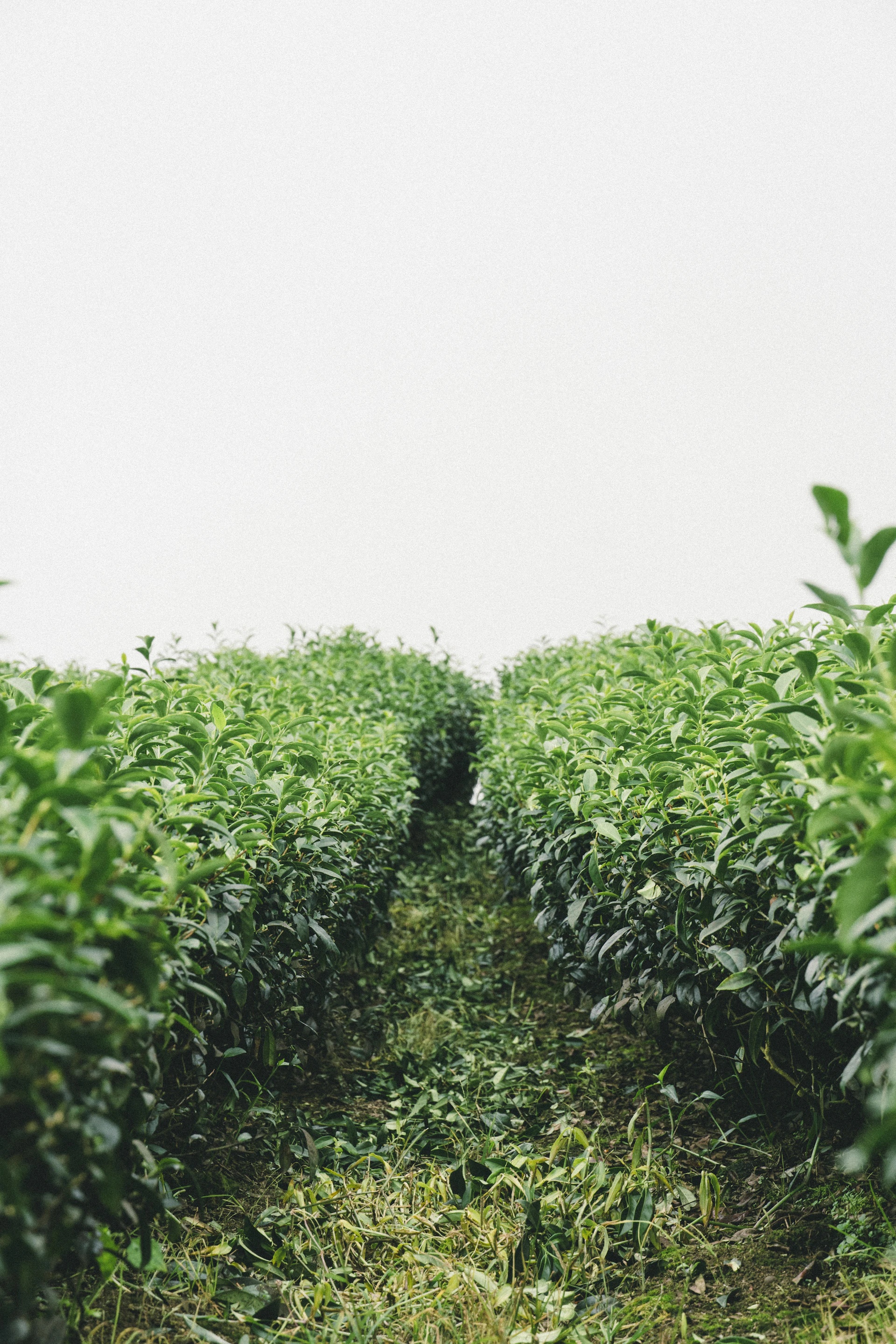 a group of plants
