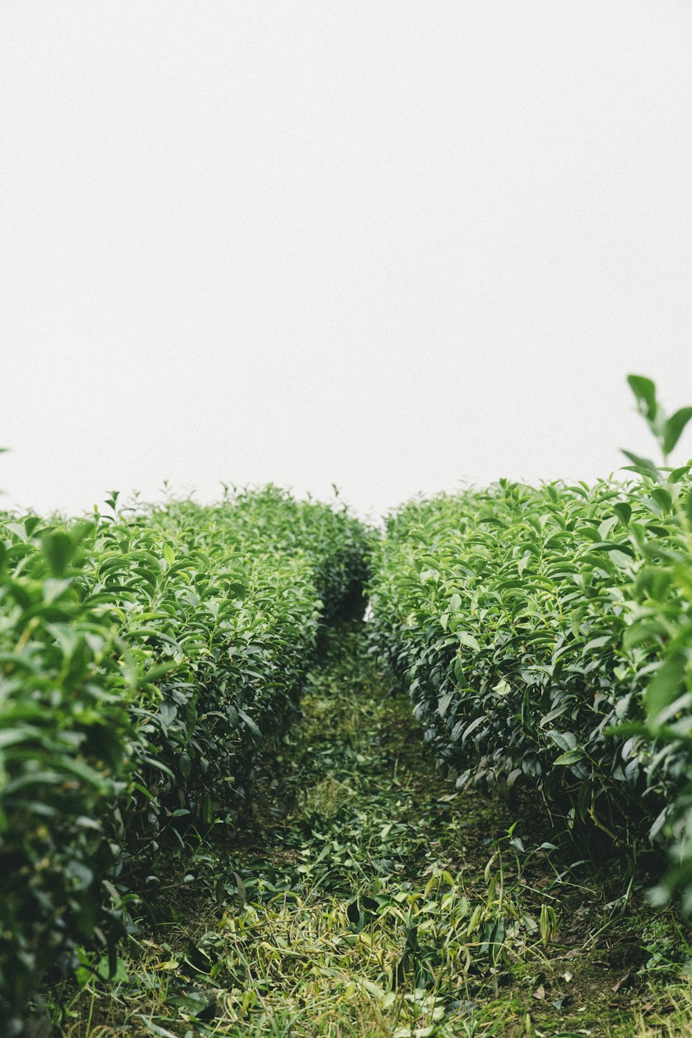 a group of plants