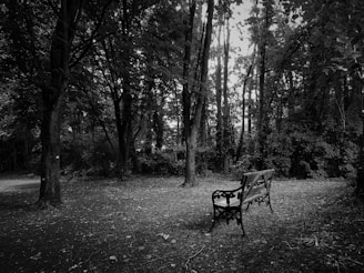 Black and white photo of a weathered wooden bench under a sprawling leafless tree, evoking quiet reflection.