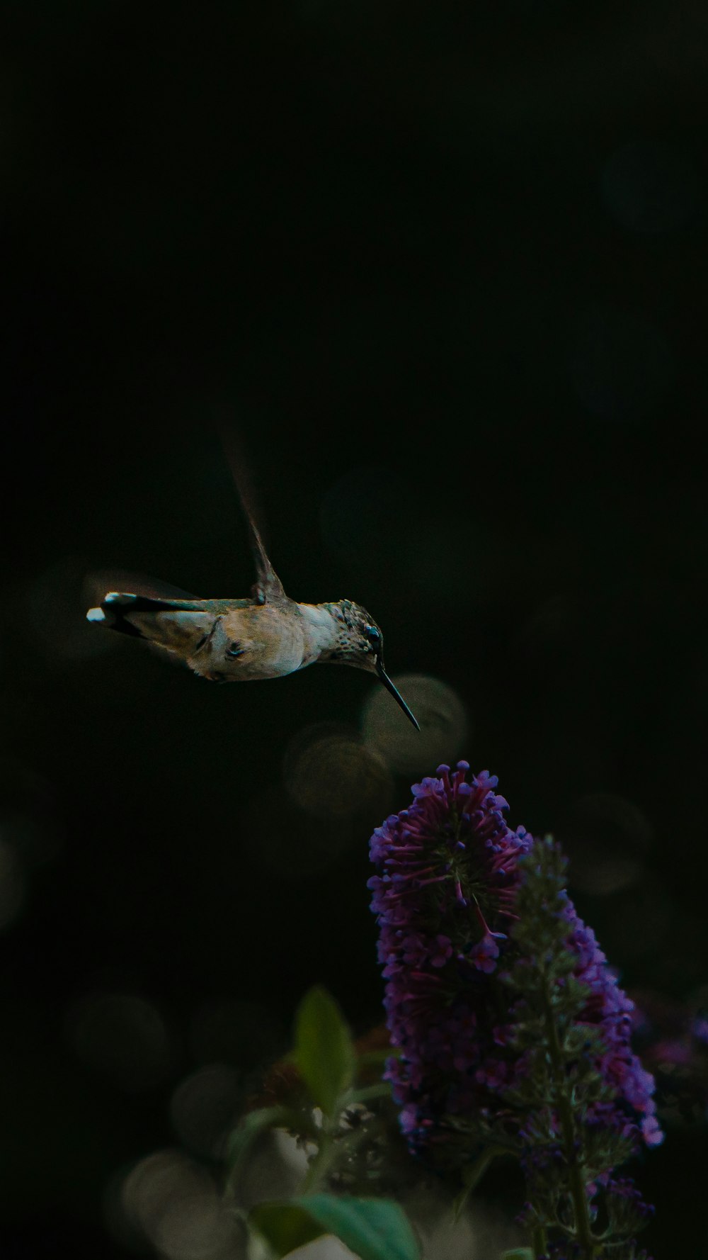 a couple of humming birds on a flower