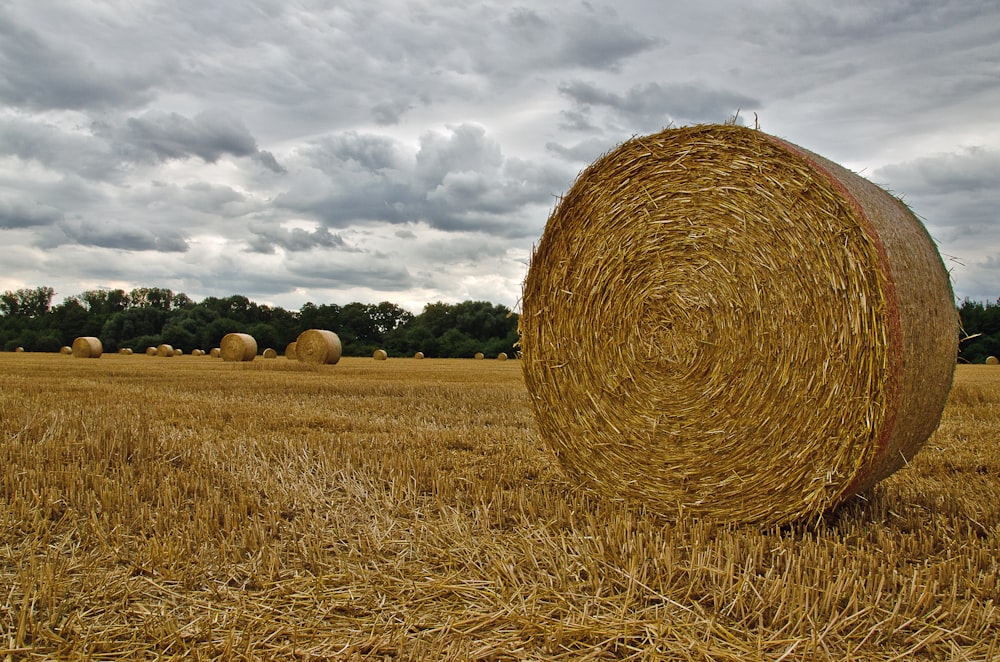 a pile of hay