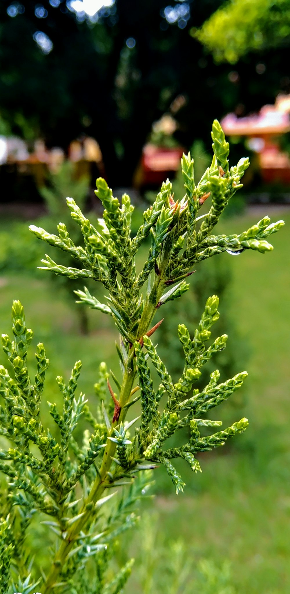 a close up of a plant