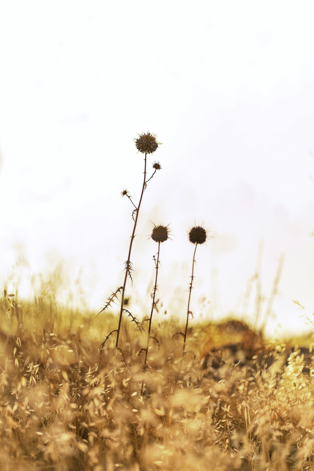 a plant in a field