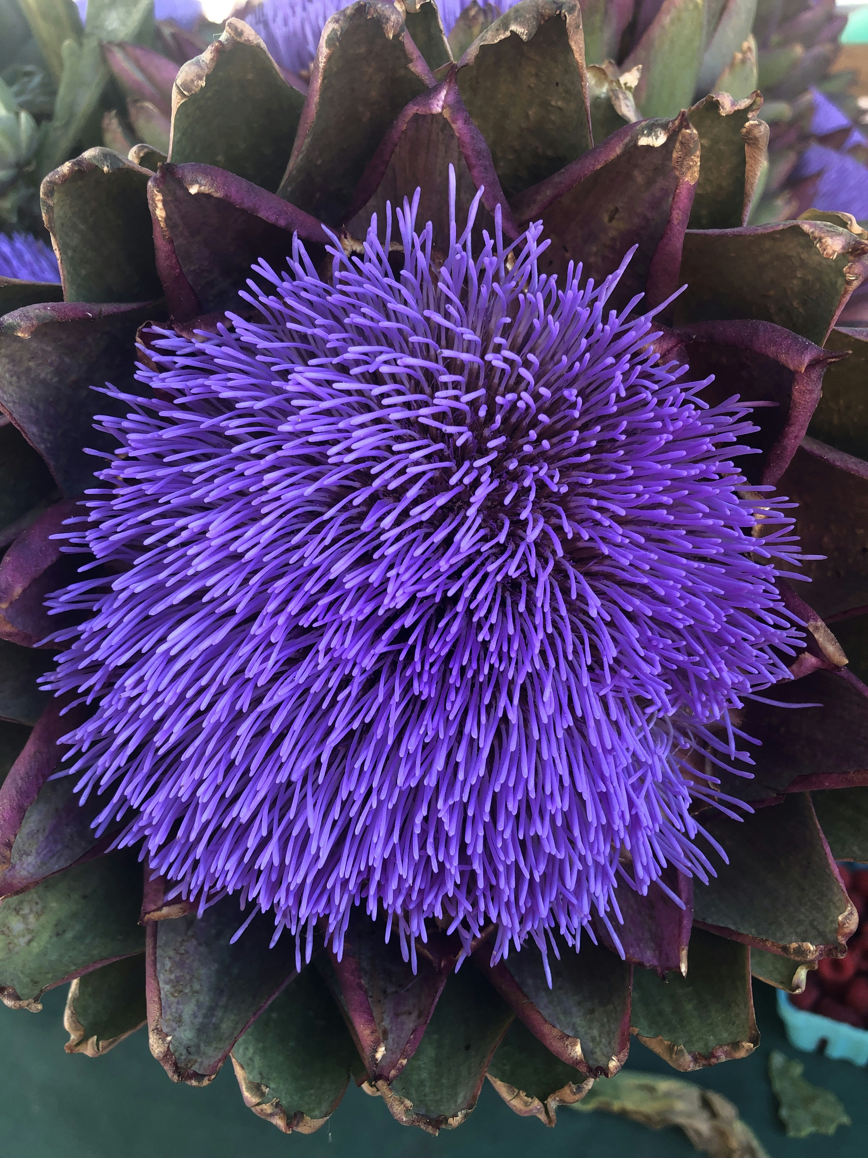 a purple flower with many petals