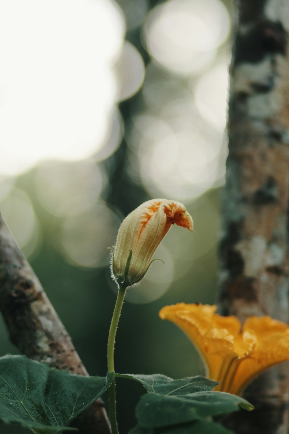 a flower with leaves