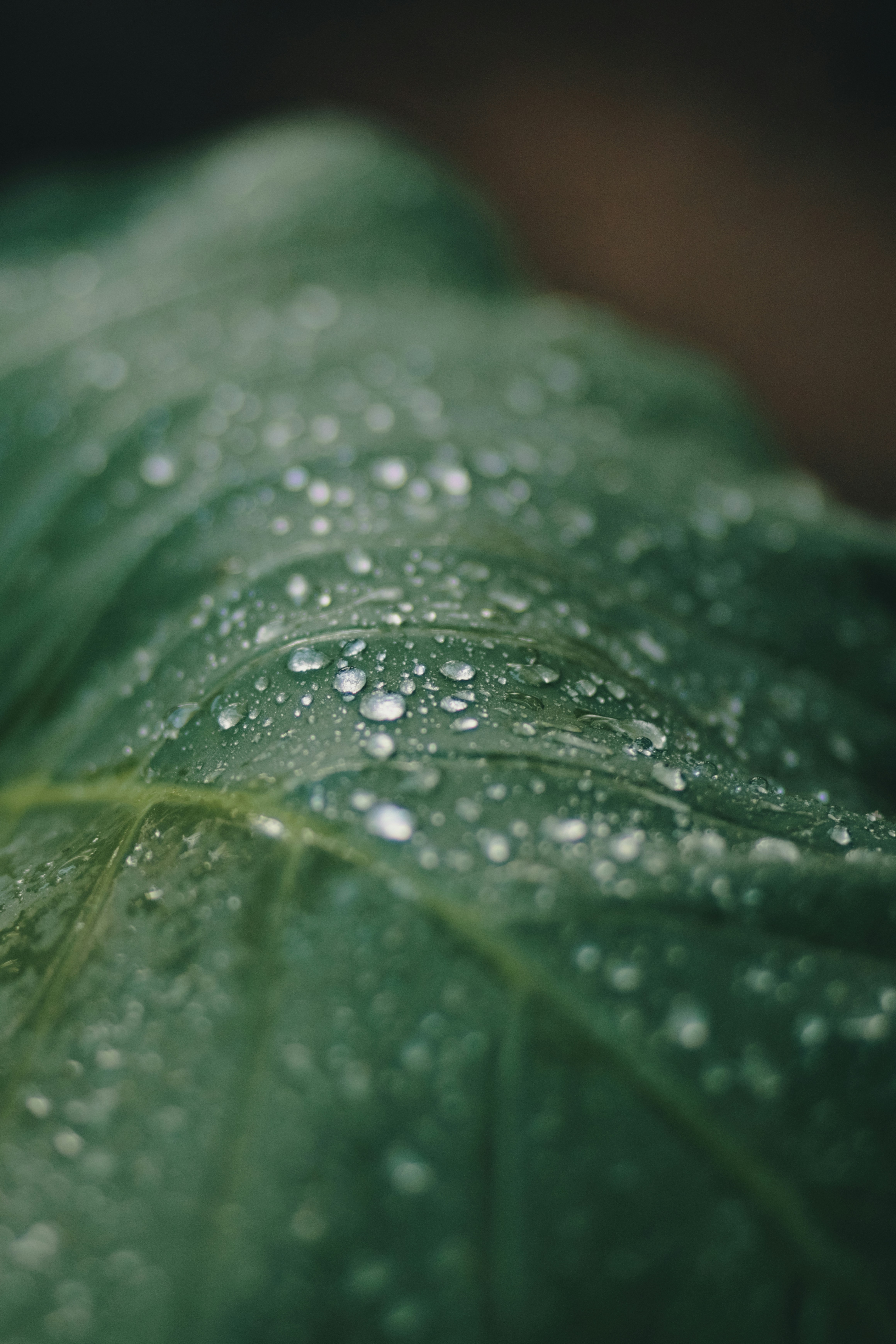 Photo by niranjan_photographs