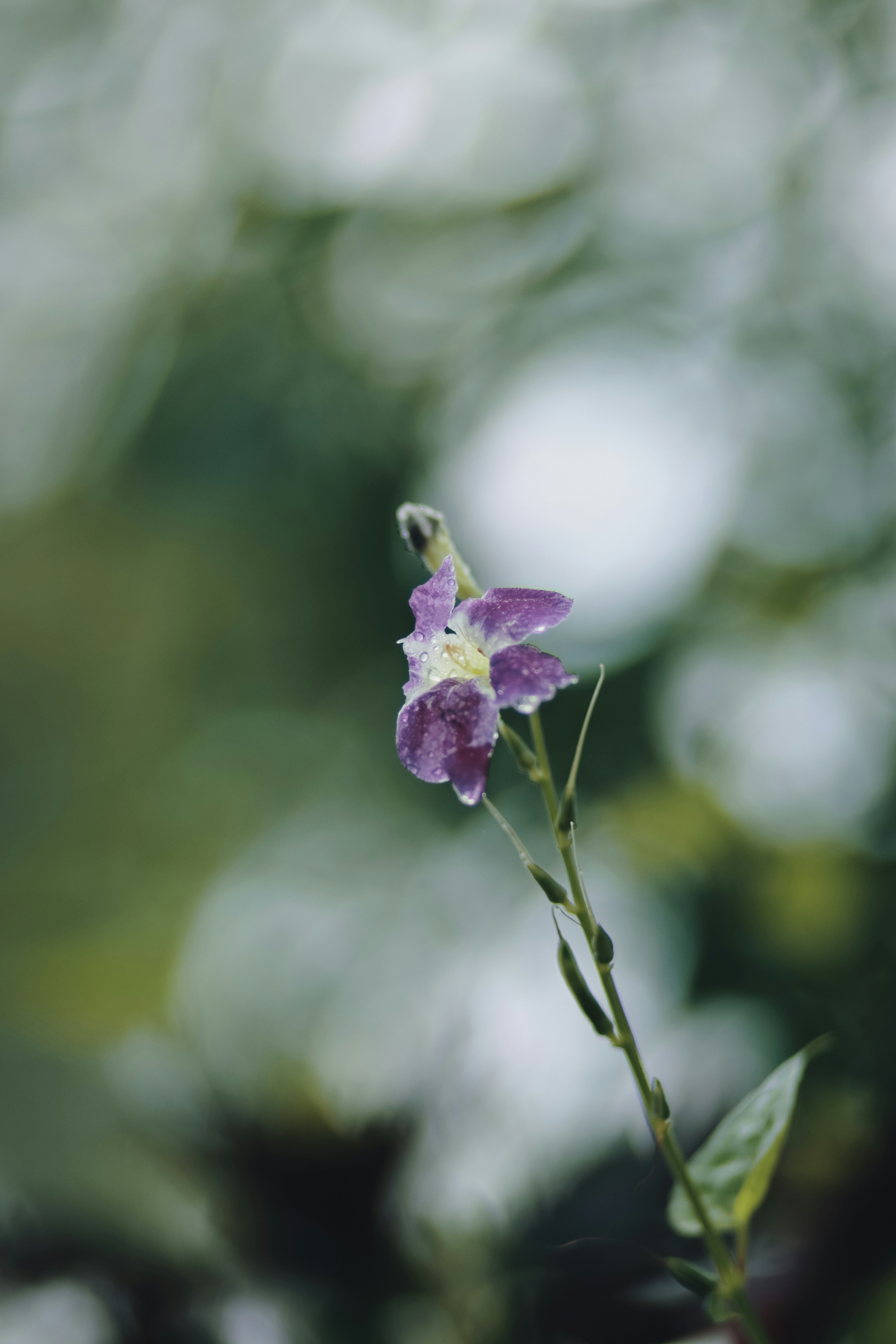 Photo by niranjan_photographs