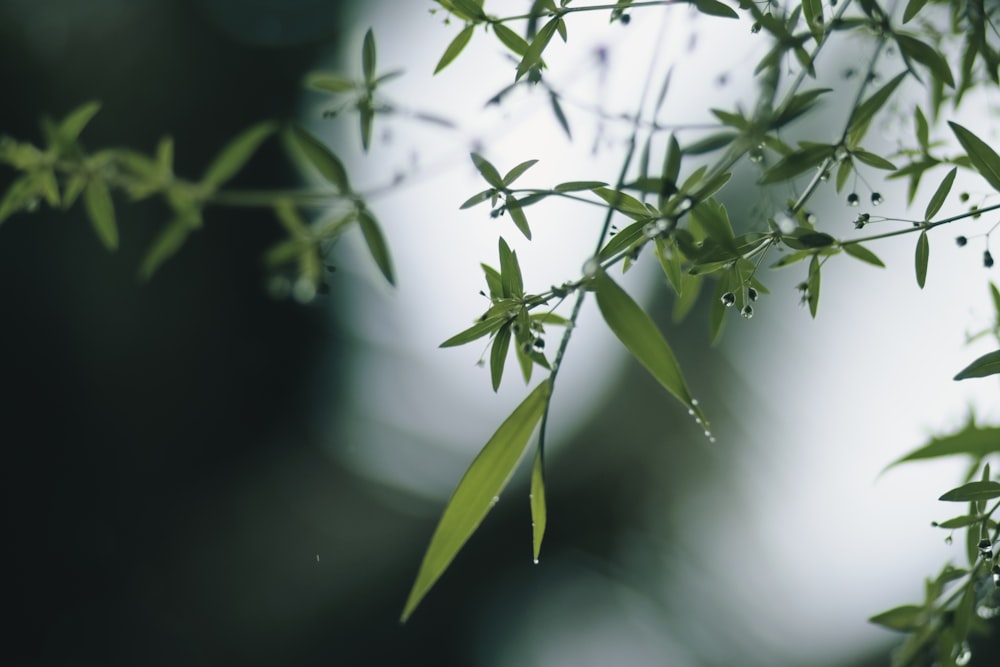 a close up of a plant