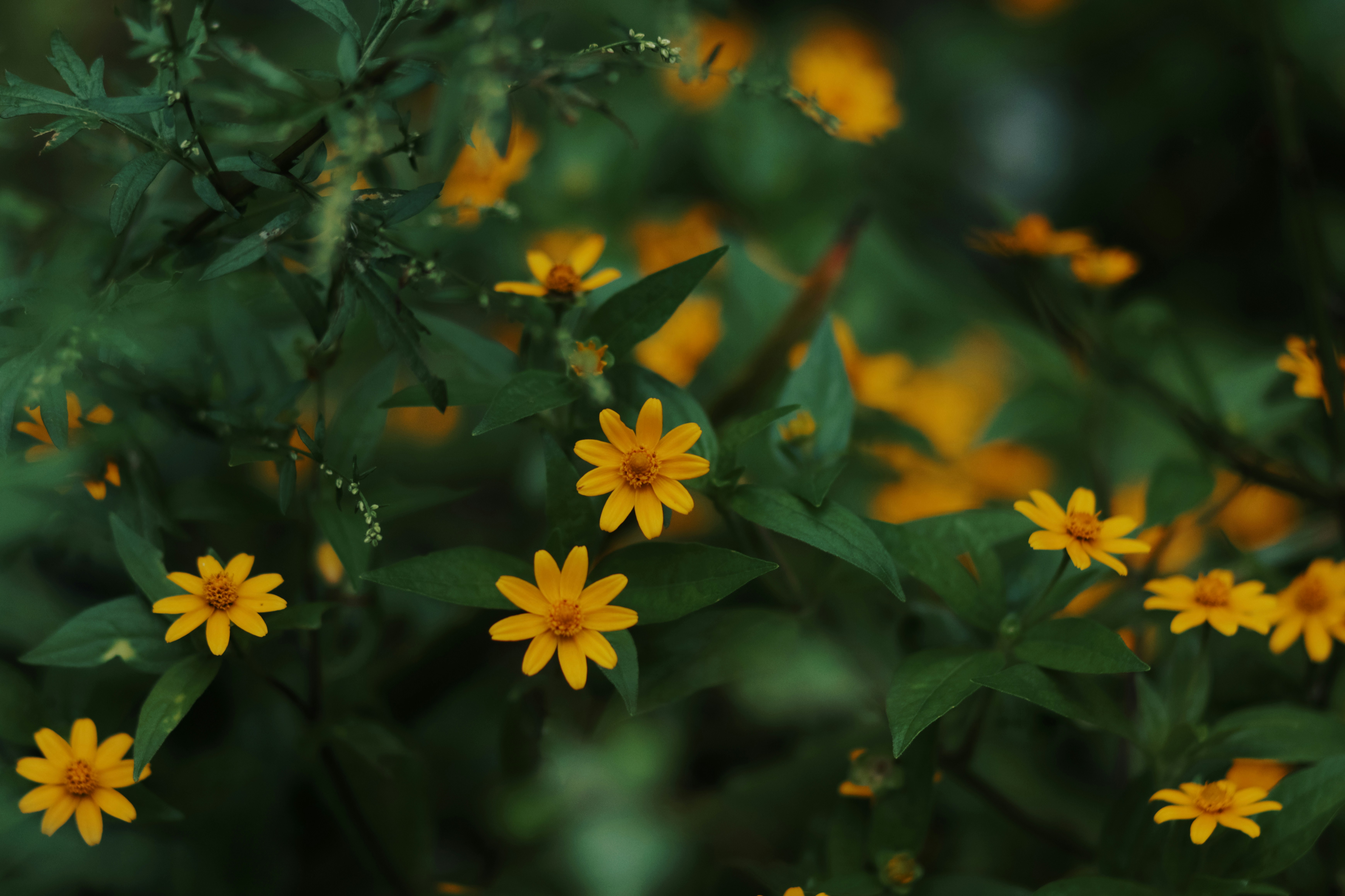 Photo by niranjan_photographs