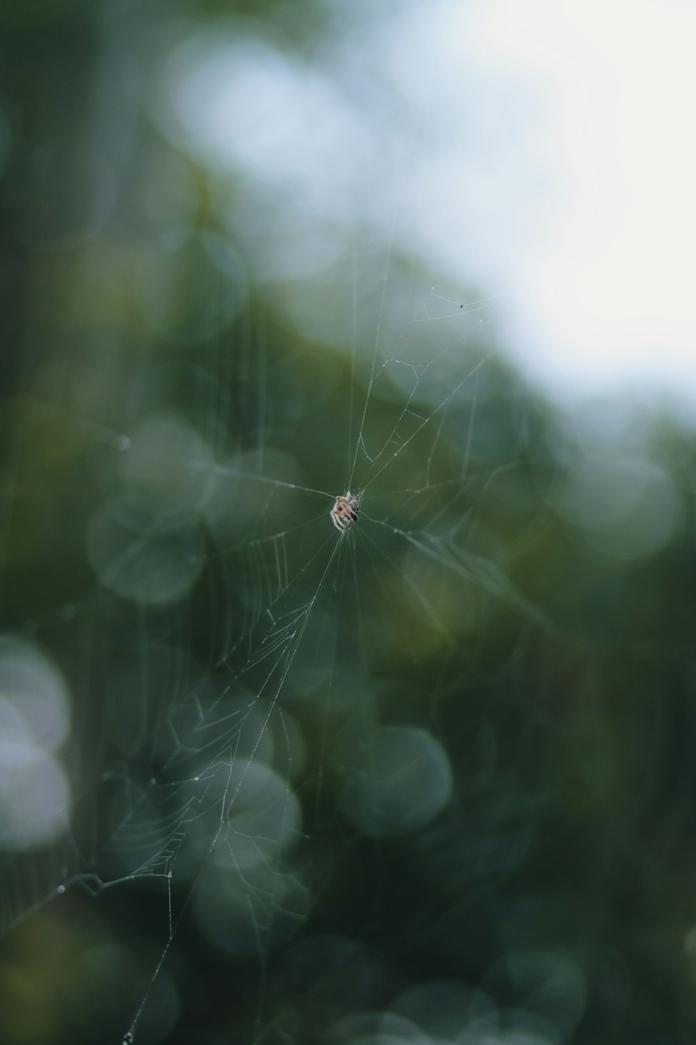 a spider on a web