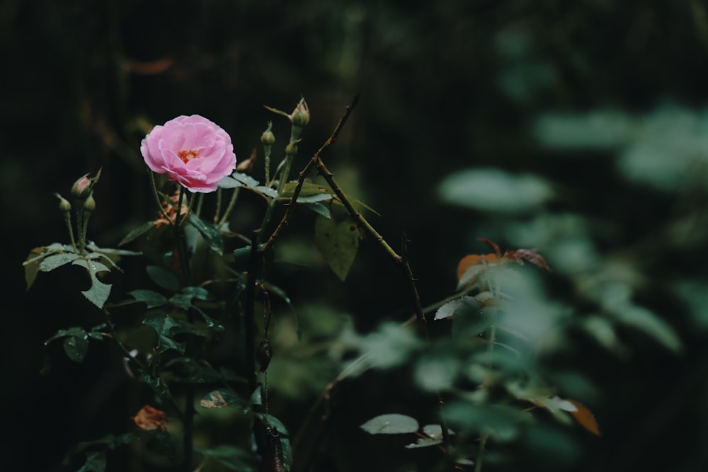 a pink flower on a bush