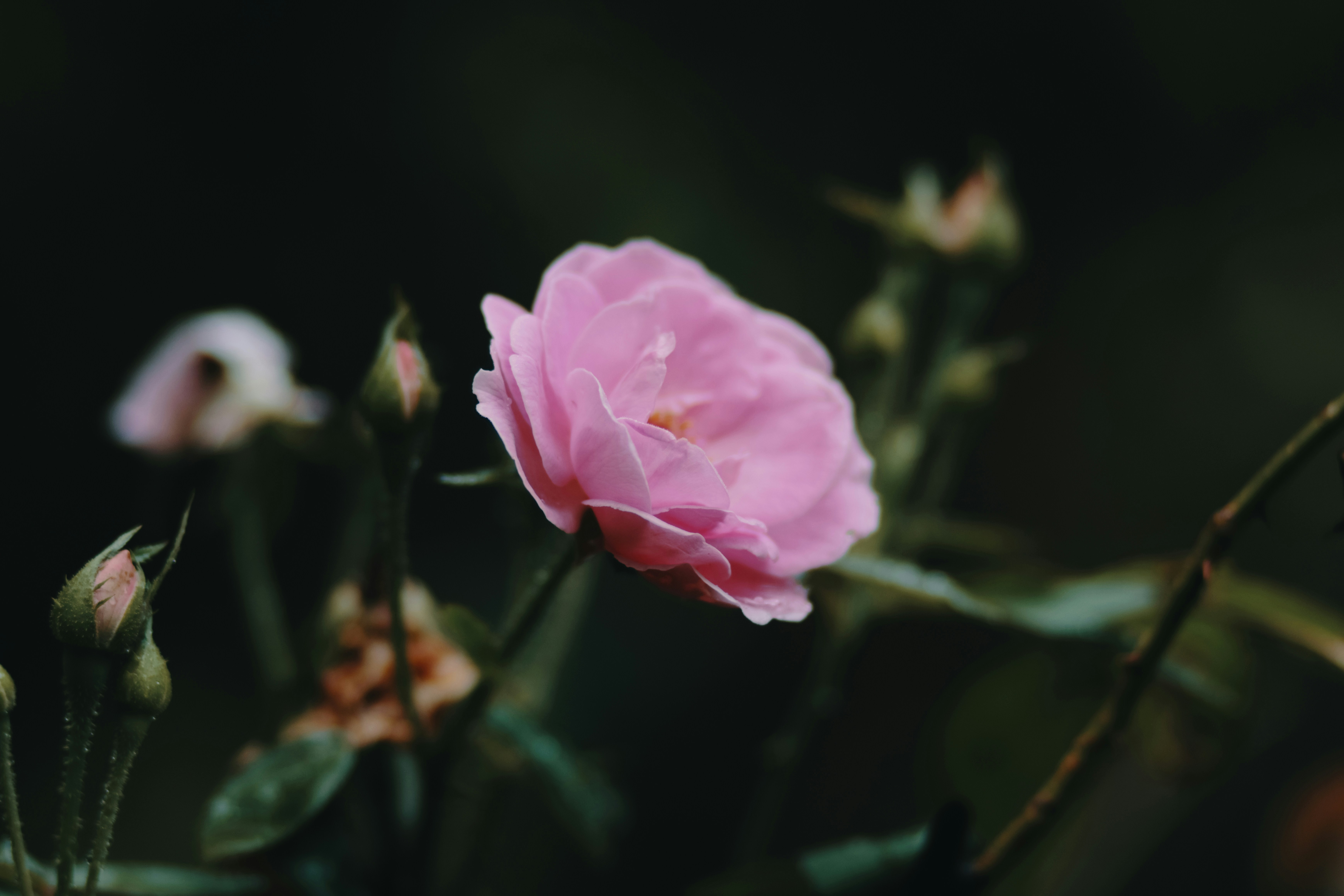 Photo by niranjan_photographs