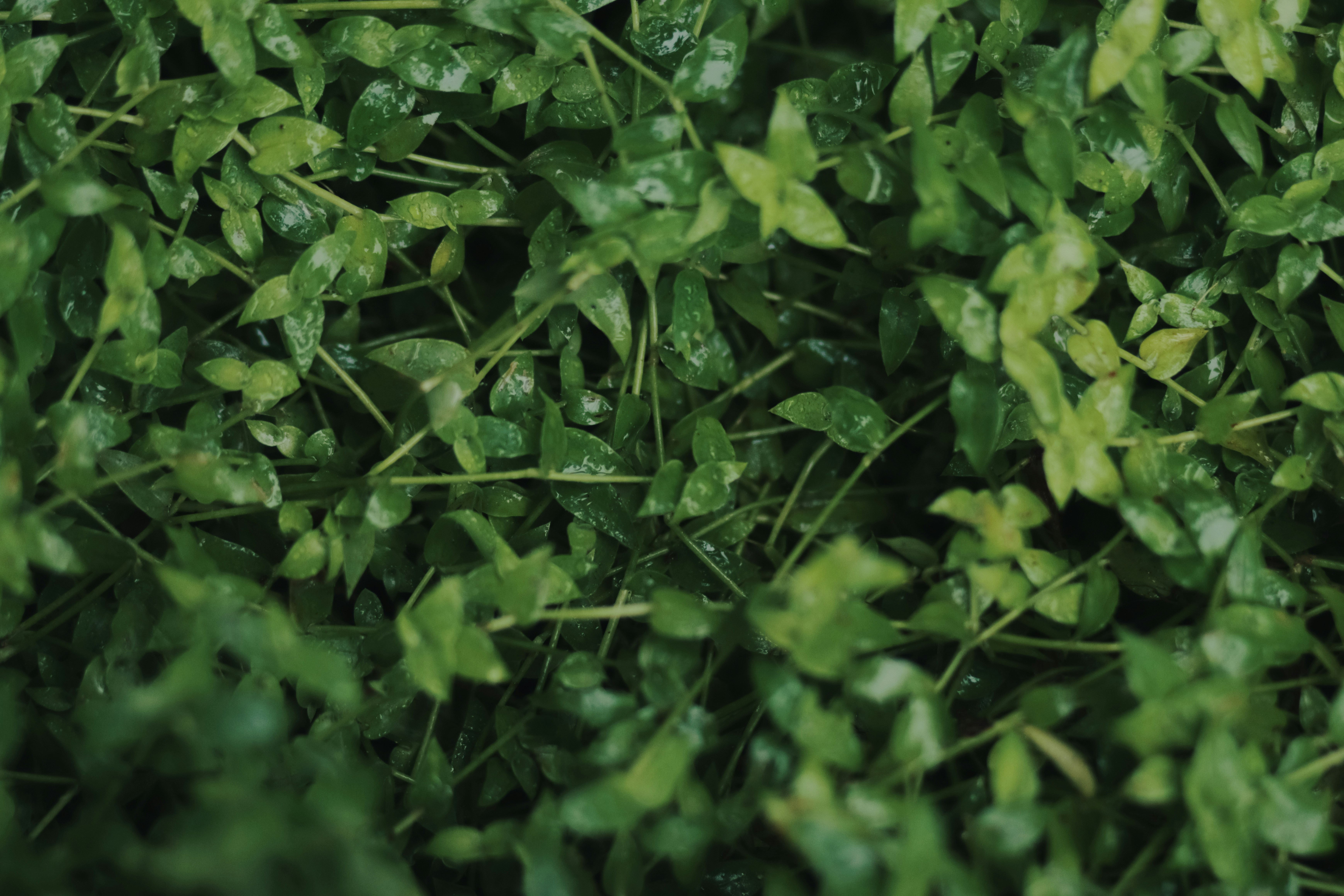 Photo by niranjan_photographs