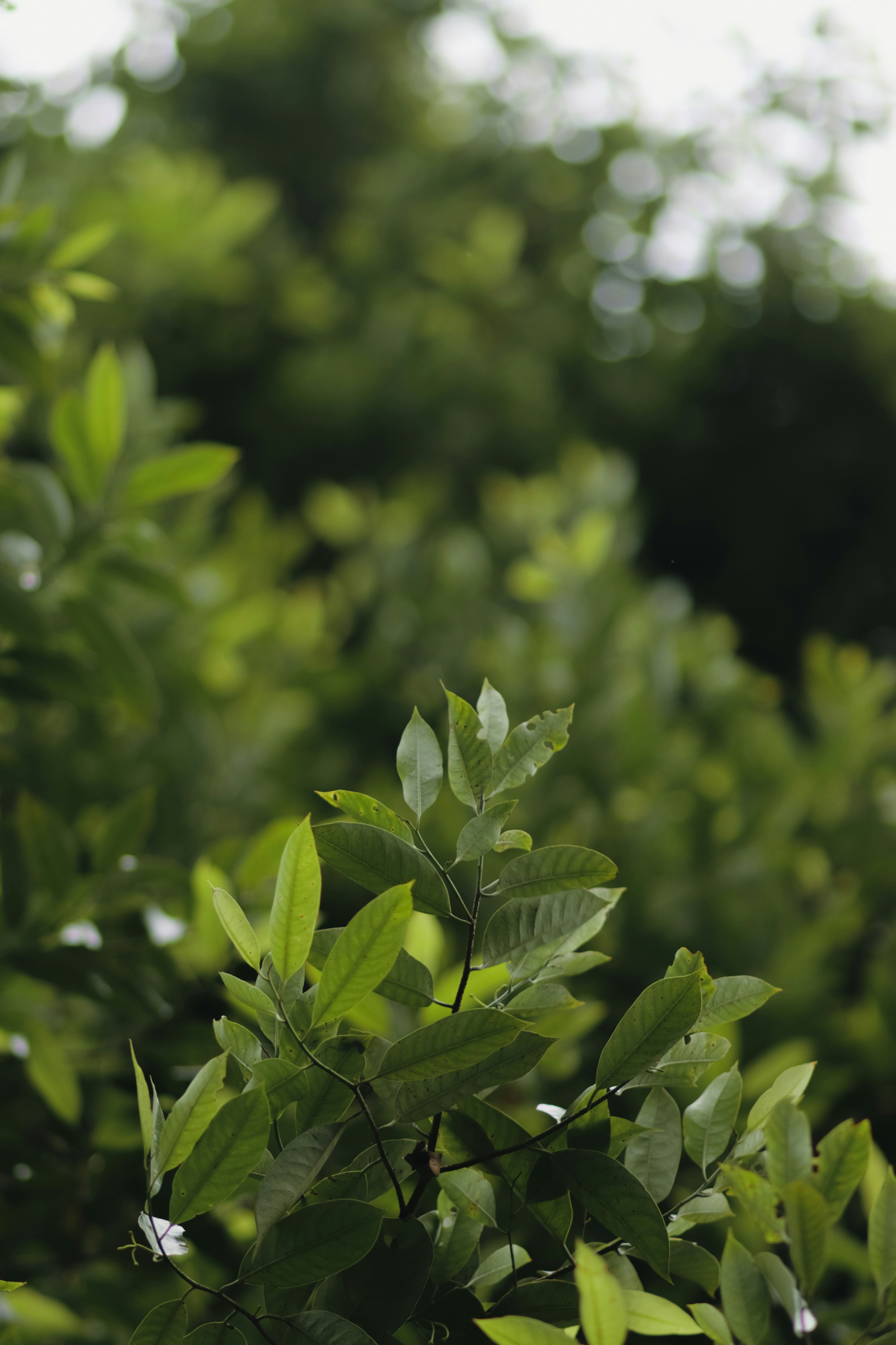 Photo by niranjan_photographs