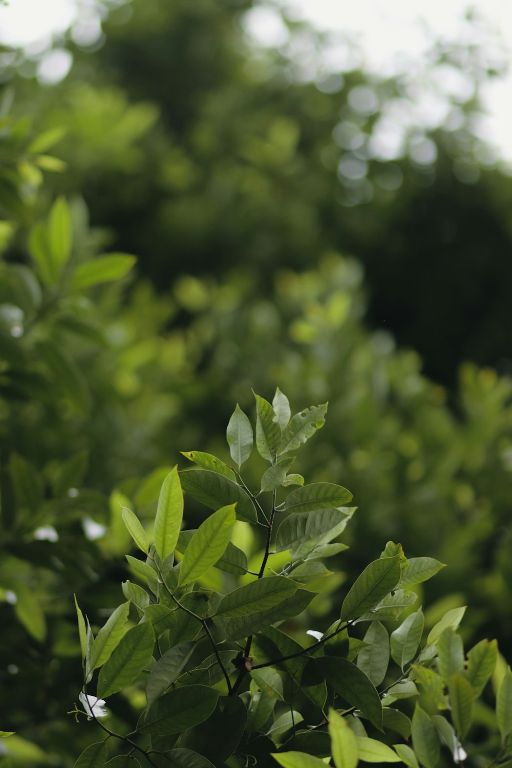 close up of a plant