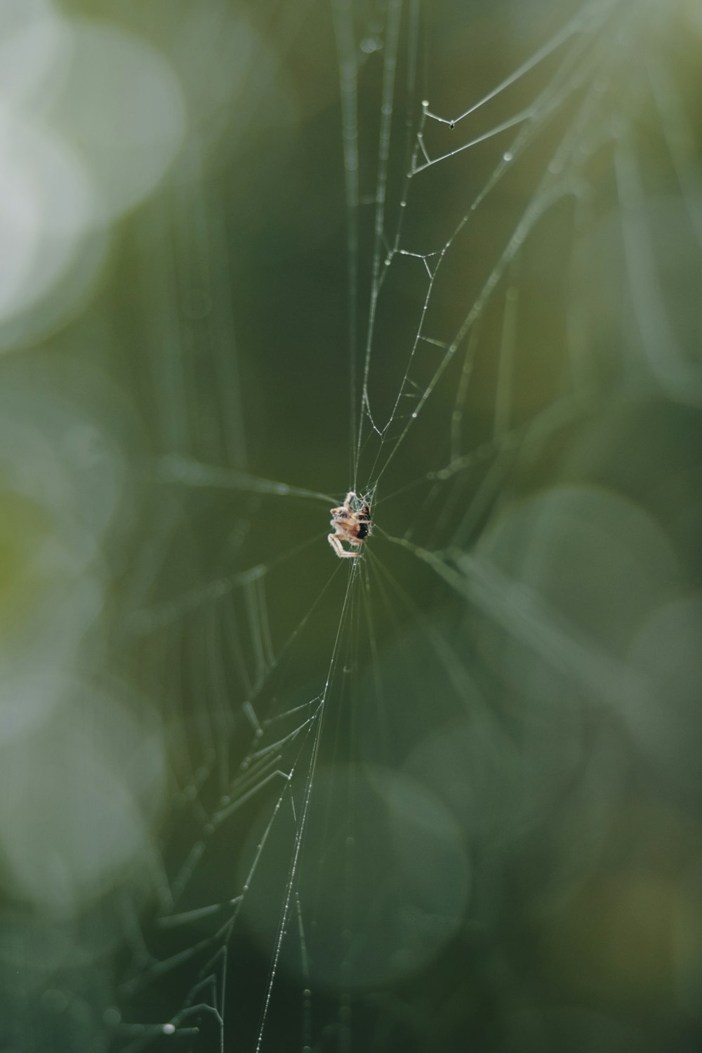 a spider on a web