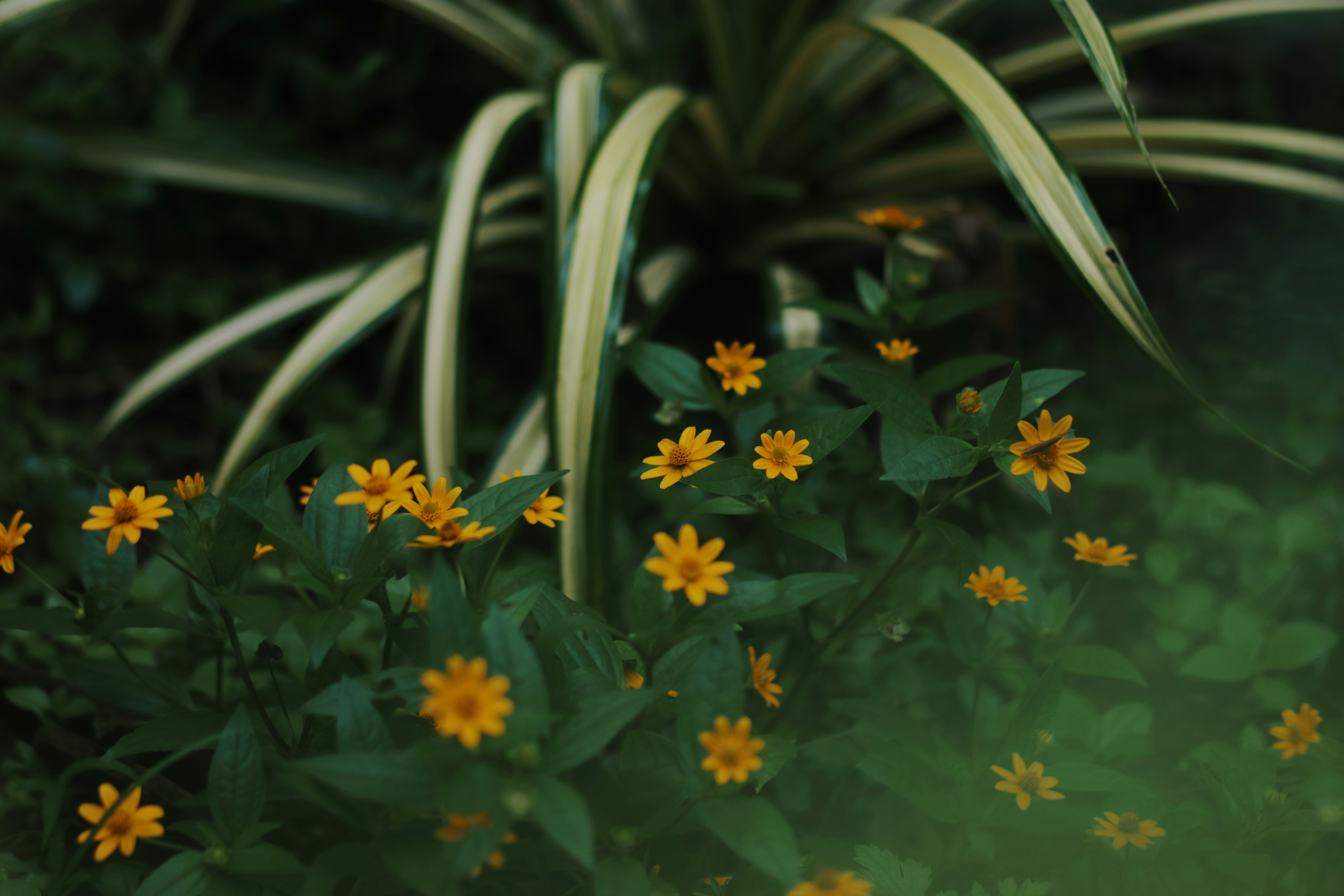 Photo by niranjan_photographs