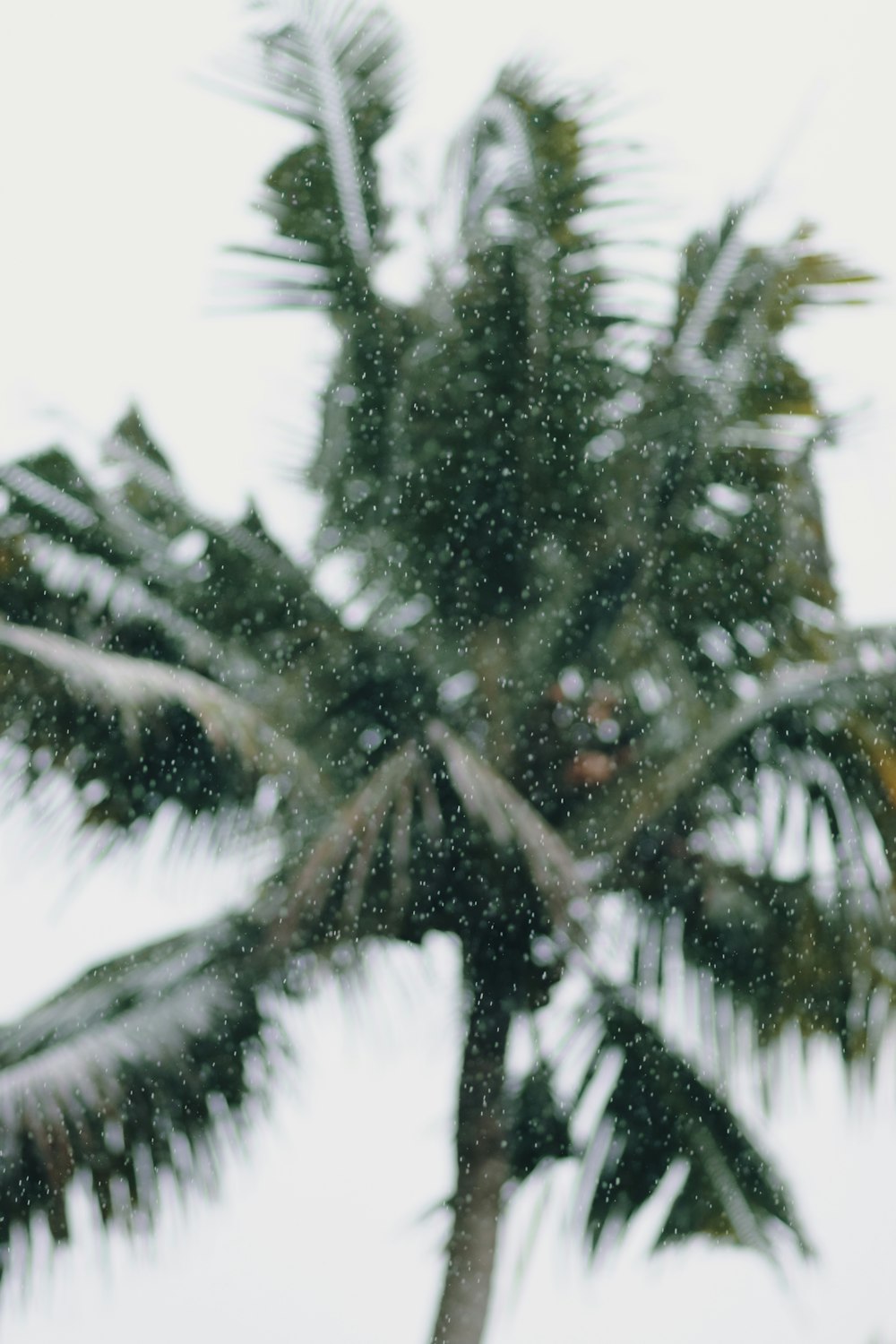 a tree covered in snow