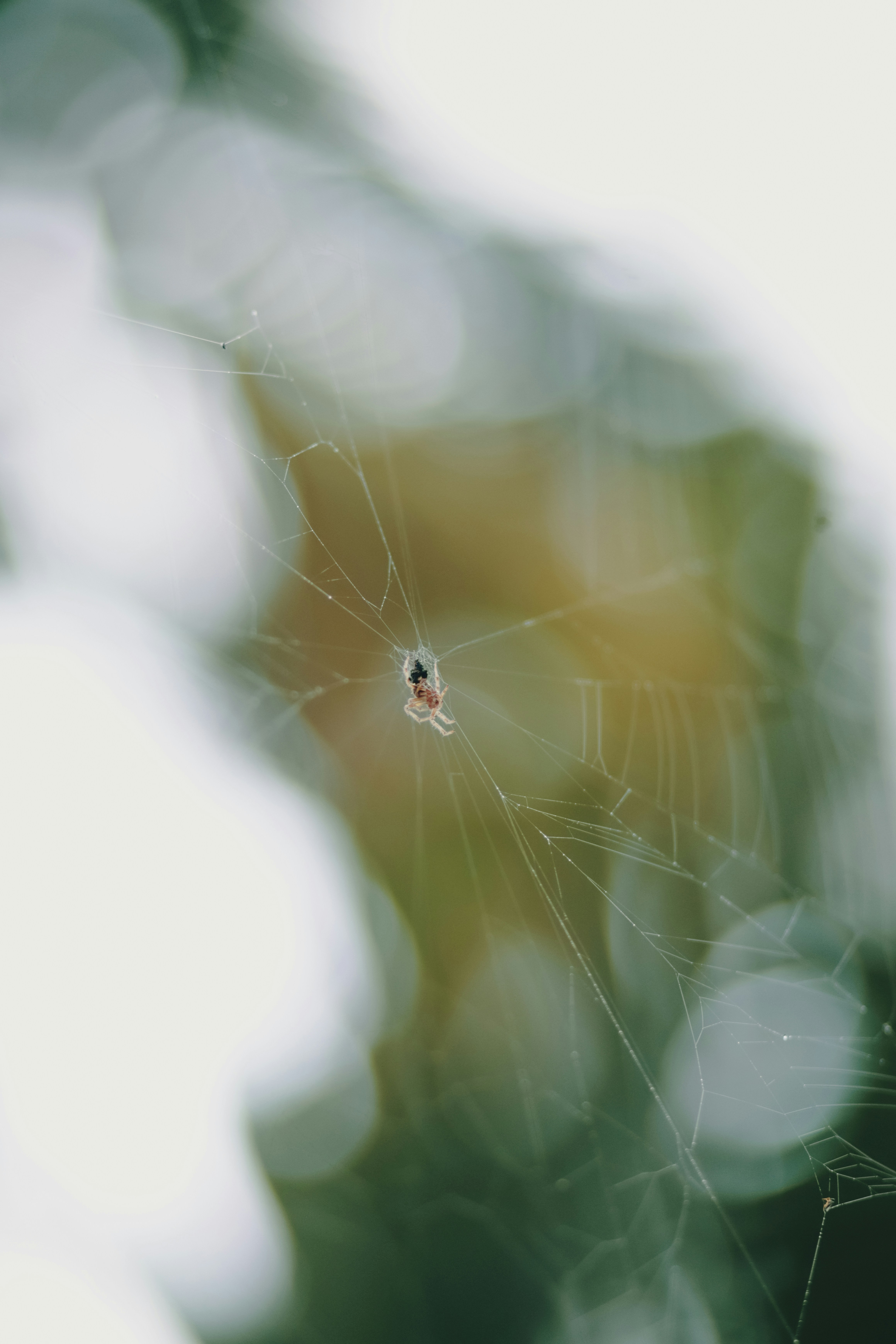 Photo by niranjan_photographs