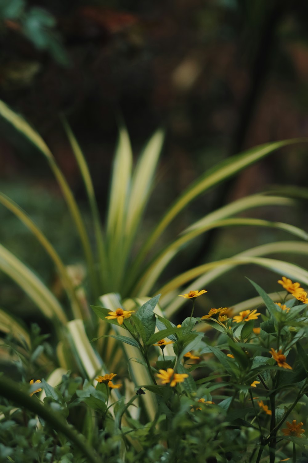 a group of flowers