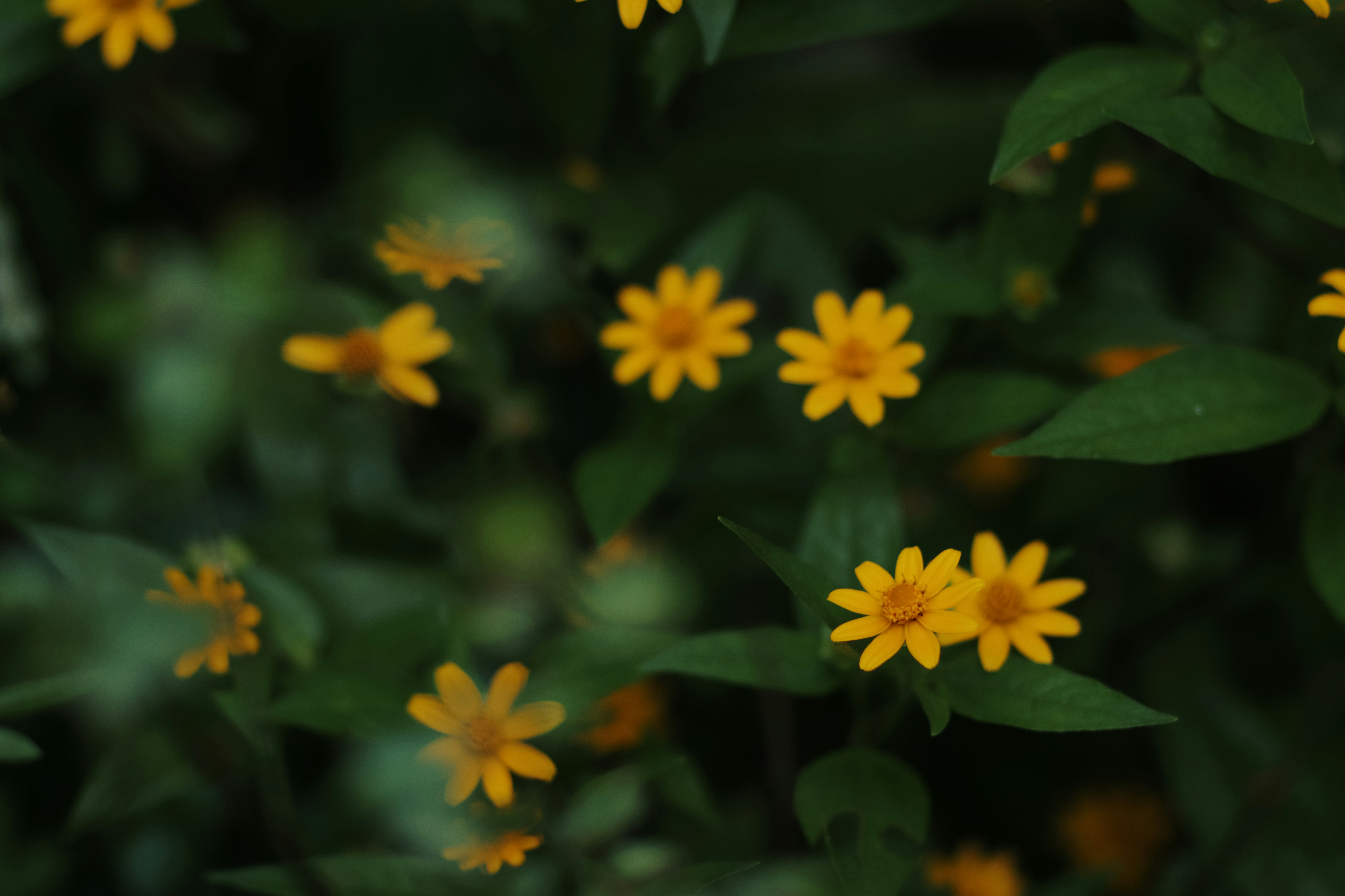 Photo by niranjan_photographs