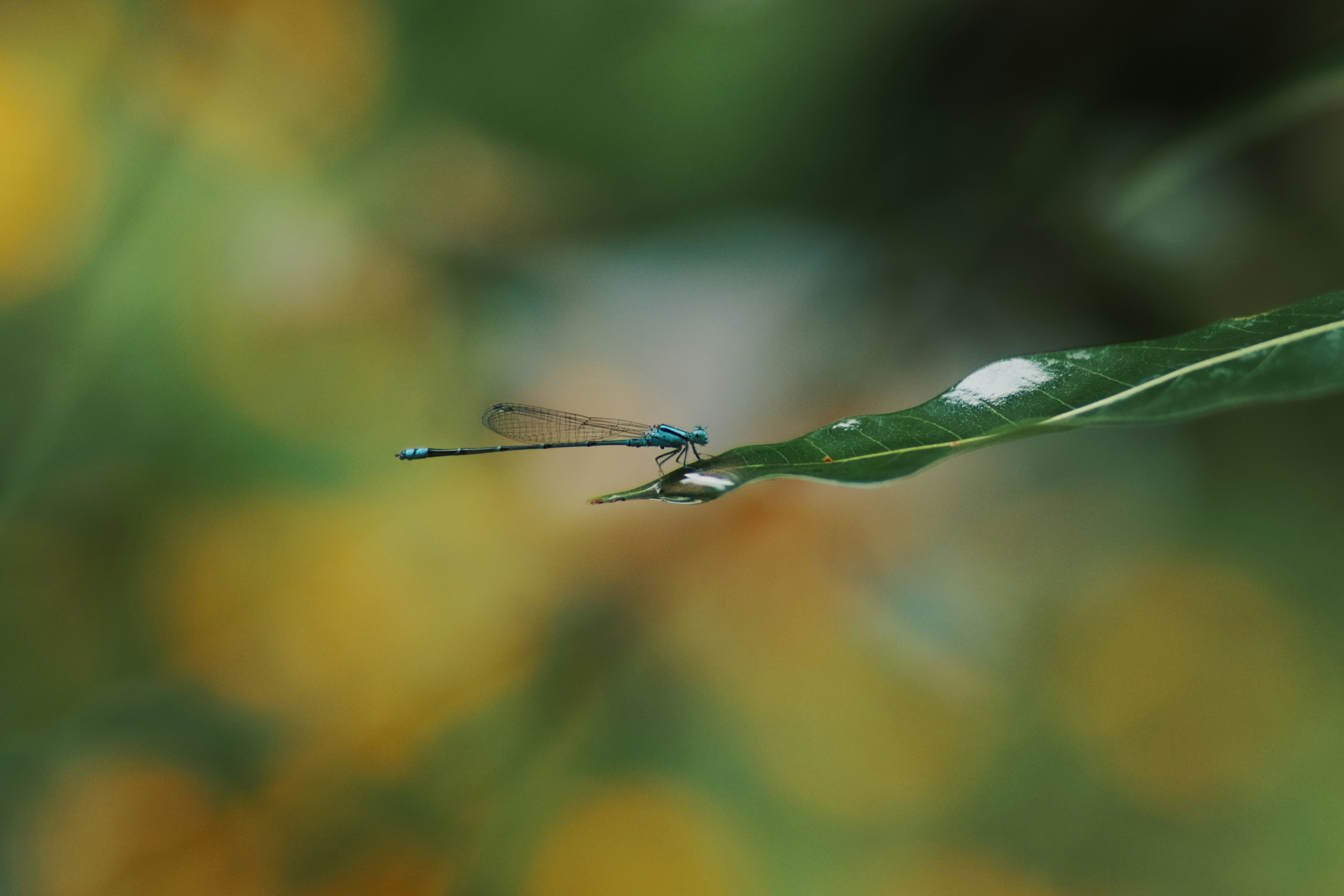 Photo by niranjan_photographs