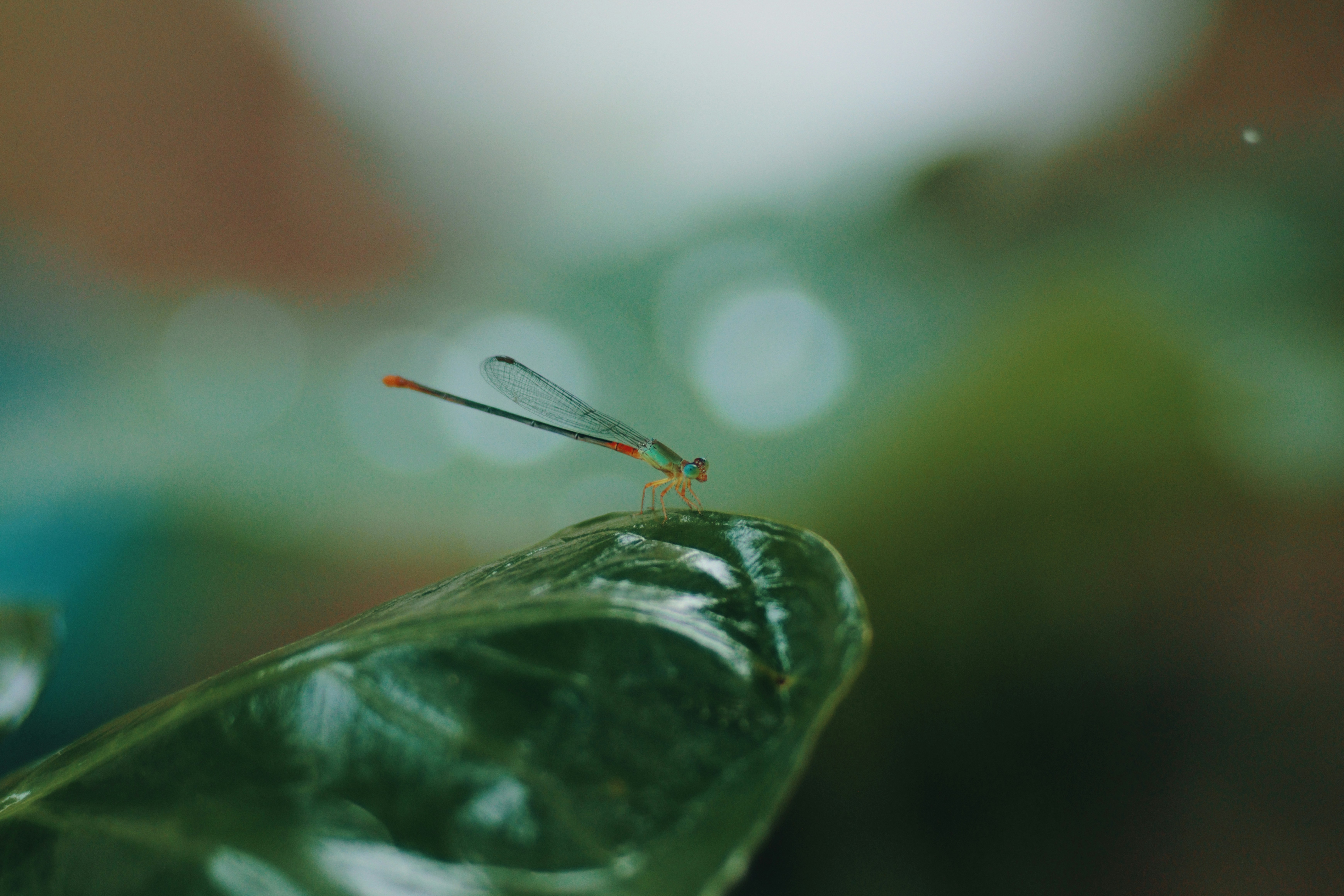 Photo by niranjan_photographs