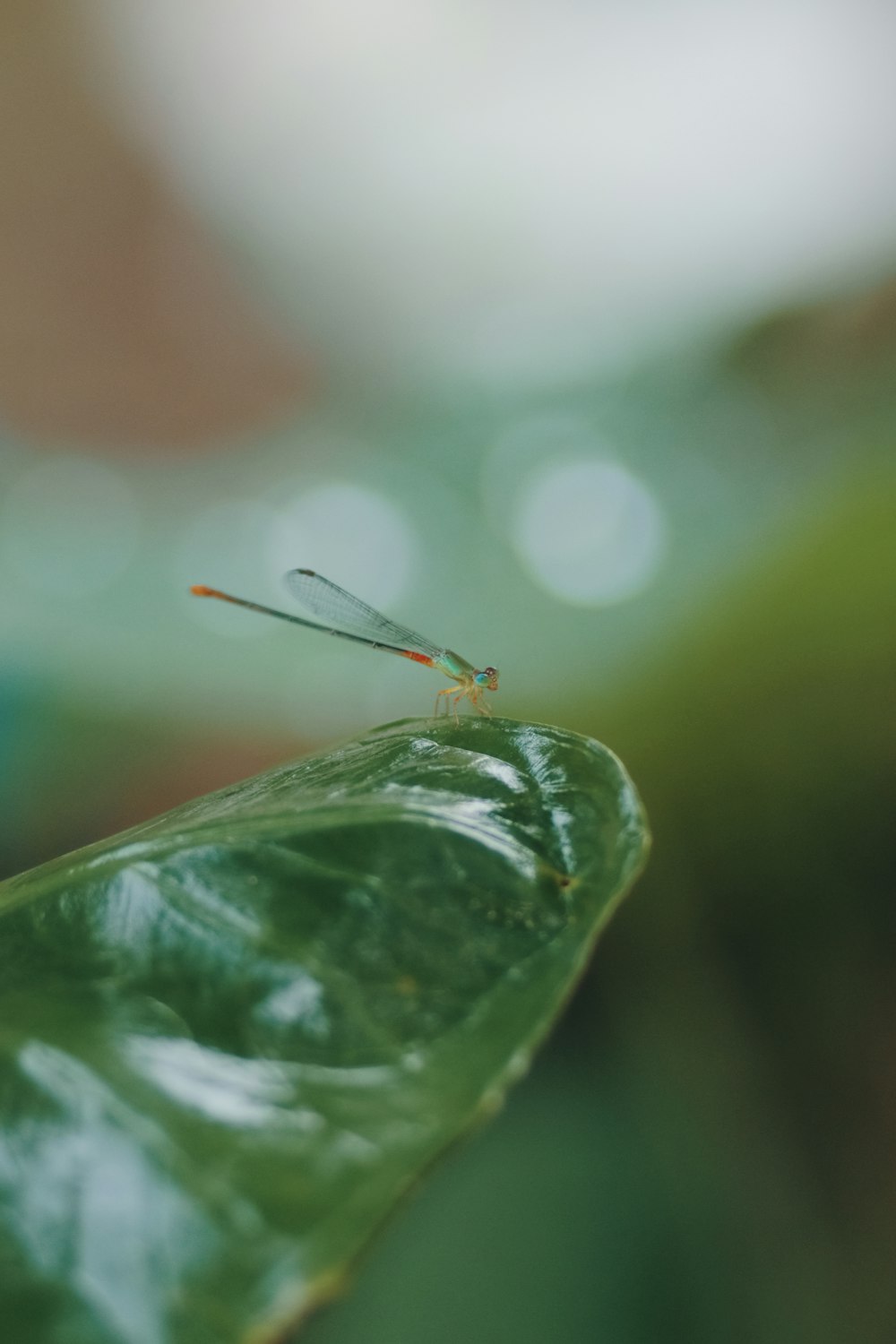 a bug on a leaf