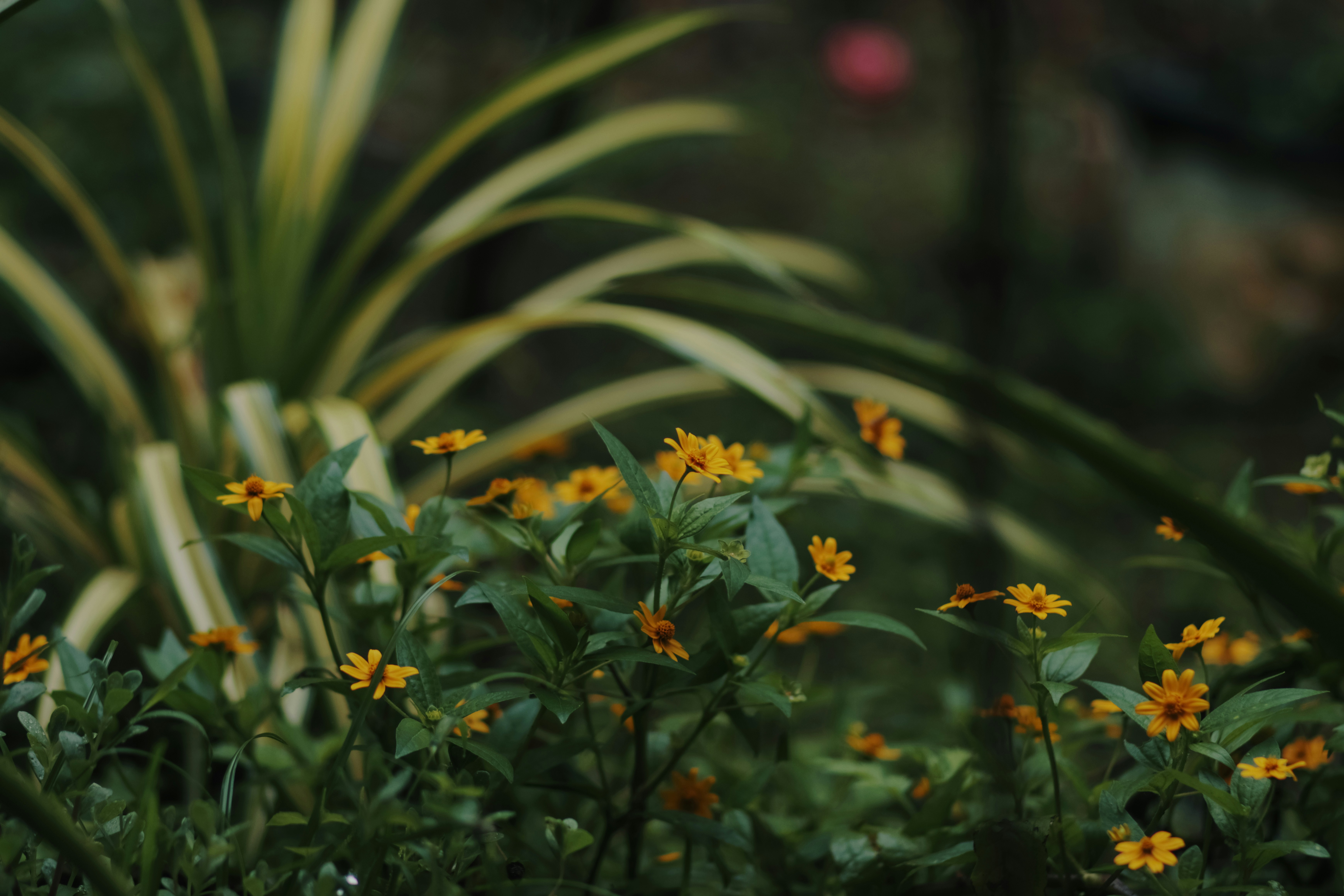 Photo by niranjan_photographs