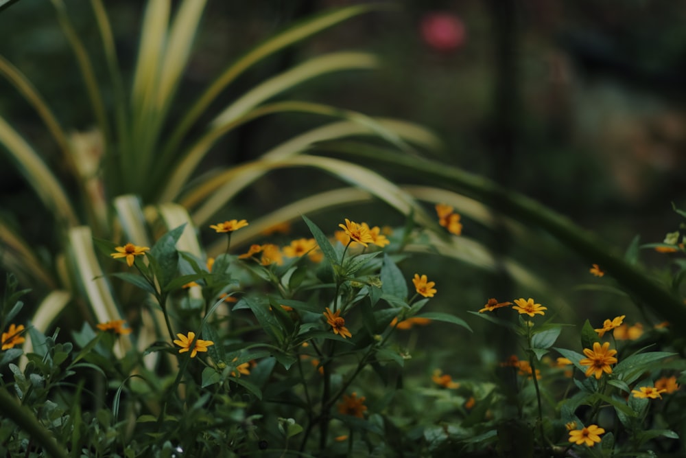 a close-up of some flowers