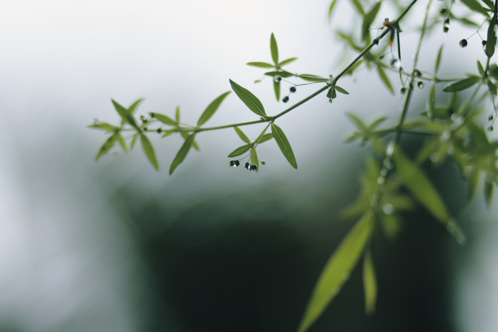 a close up of a plant