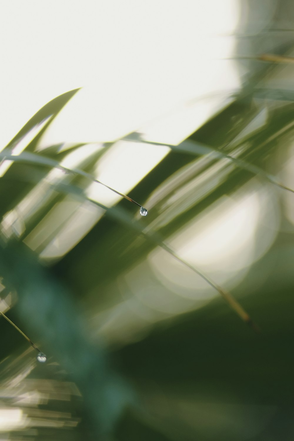 close-up of a plant