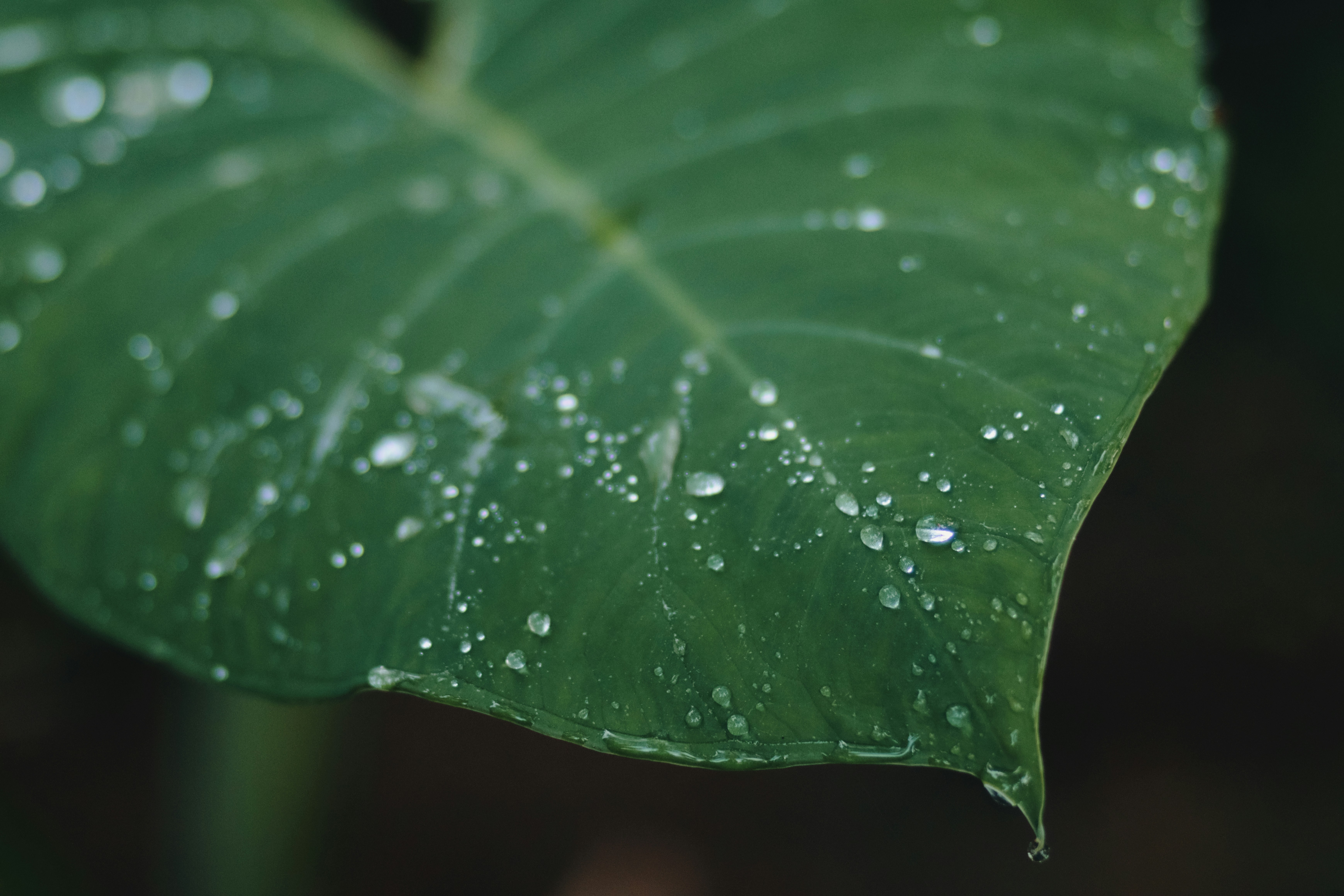 Photo by niranjan_photographs