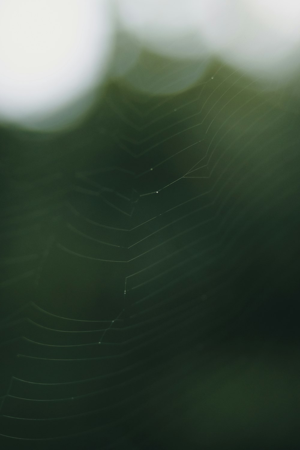 a close up of a green plant