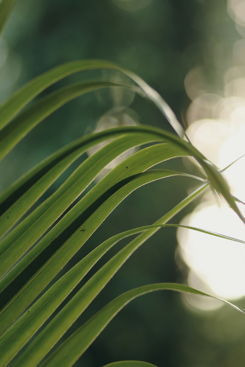 close up of a plant