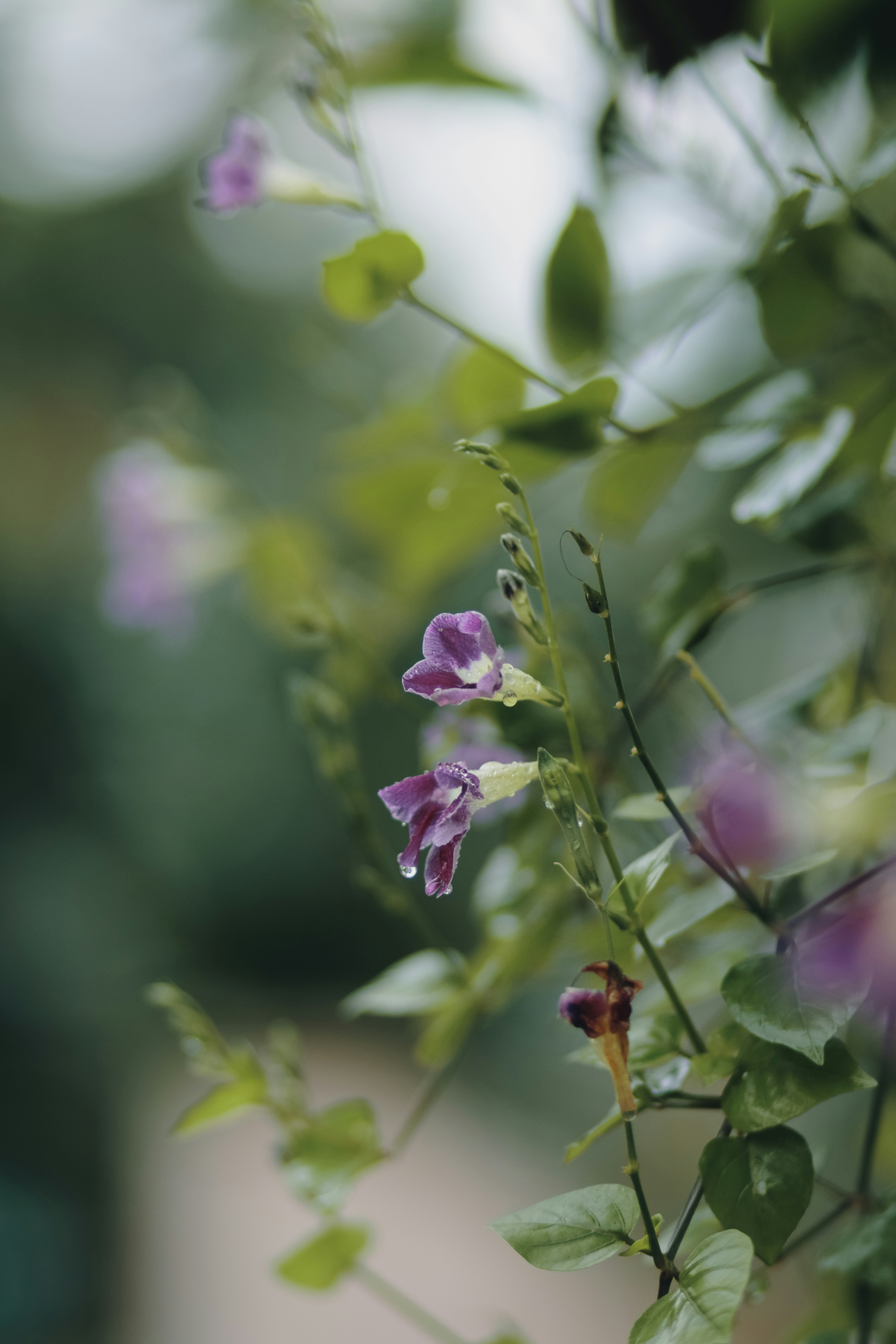 Photo by niranjan_photographs