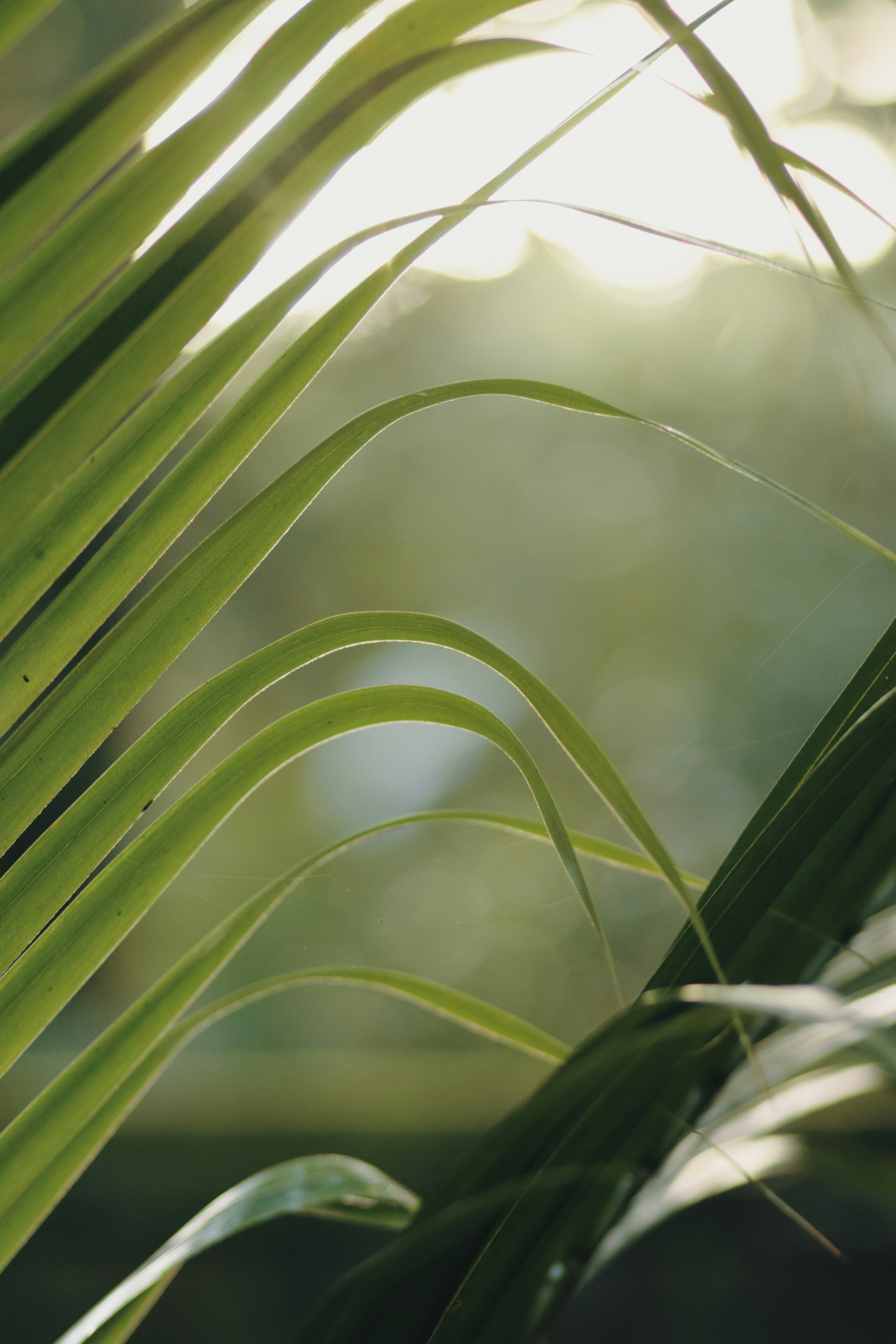 Photo by niranjan_photographs