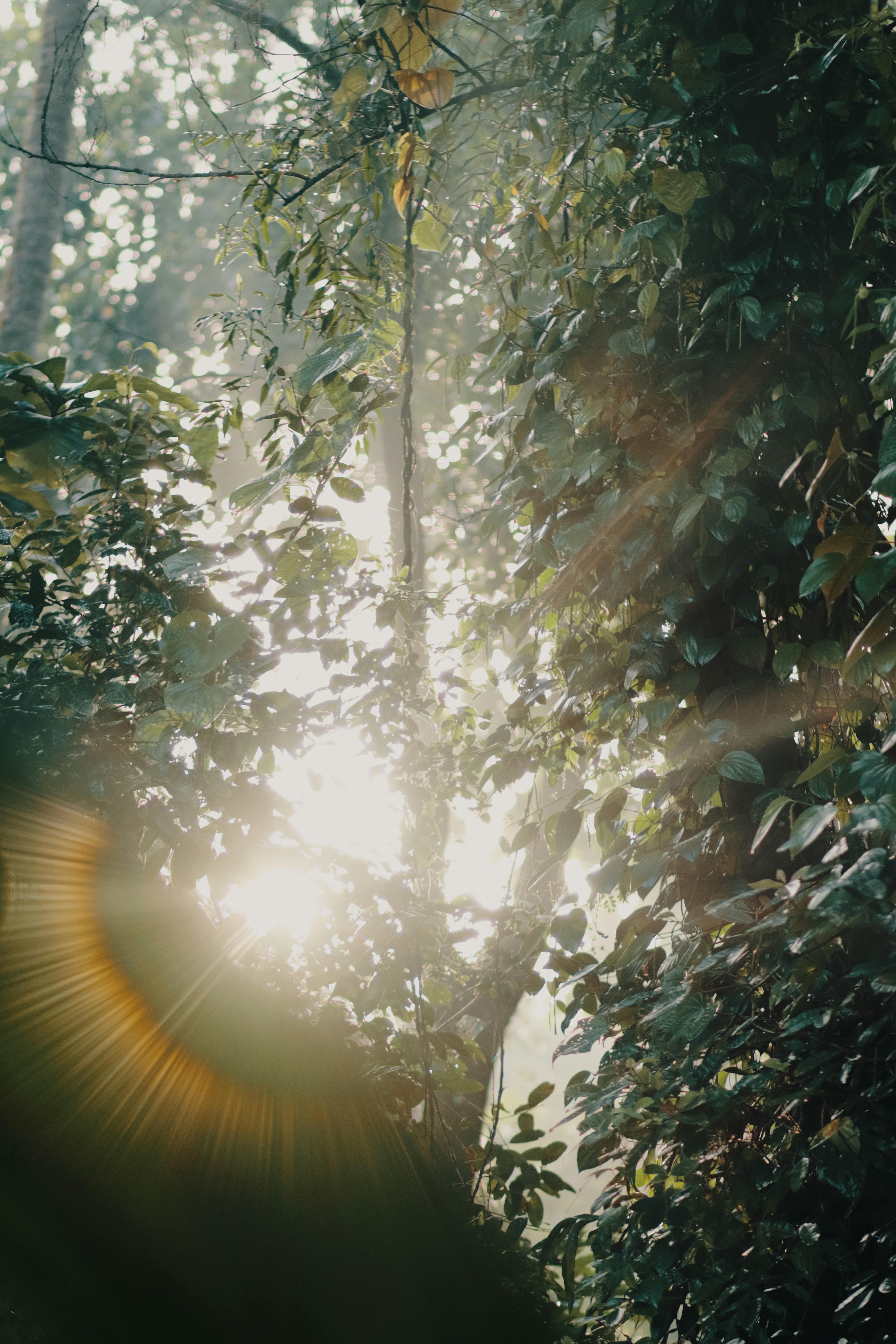 un arbre avec des feuilles