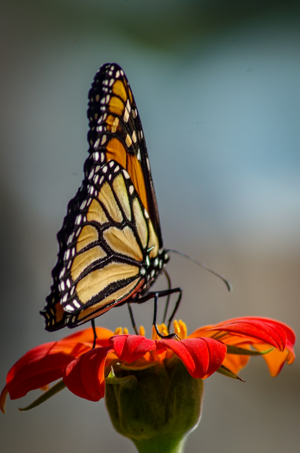 a butterfly on a flower