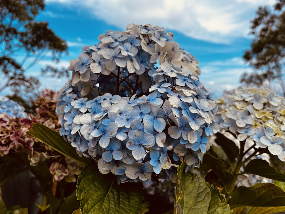 a close up of a flower