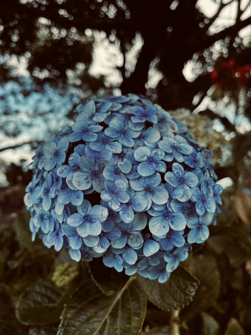 a close up of a blue flower