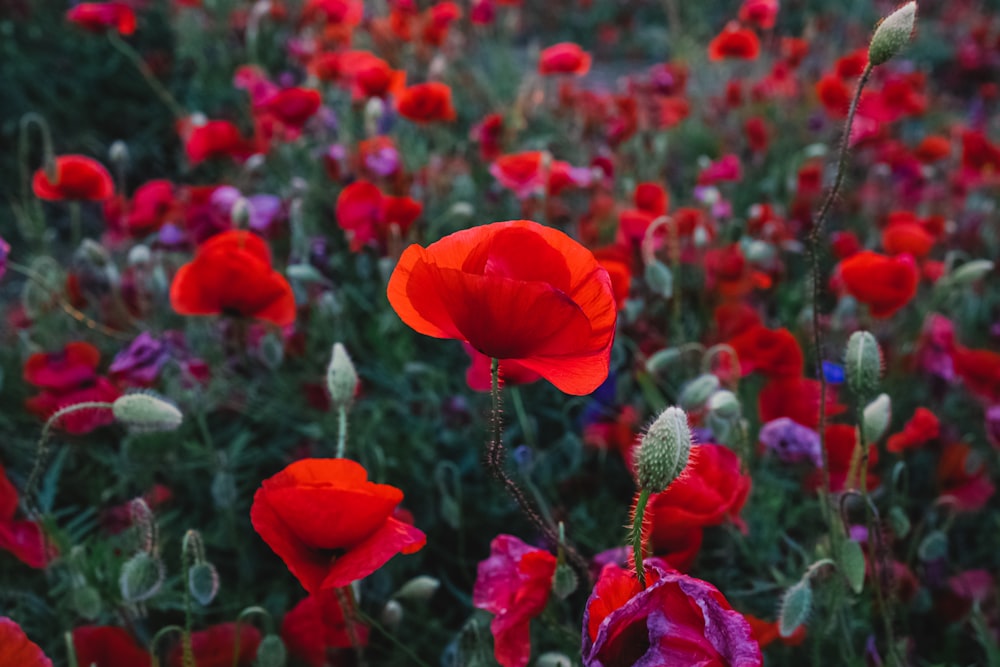 a field of red flowers