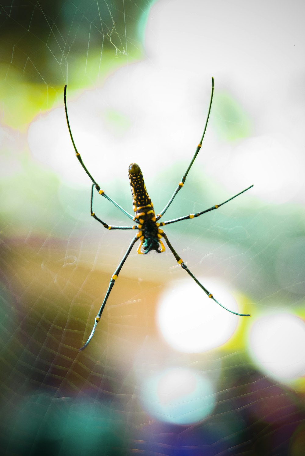 Une araignée sur une toile